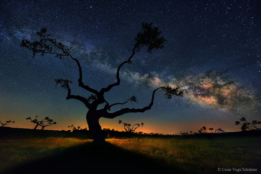 The Galaxy Tree post thumbnail